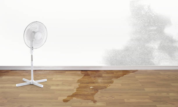 Best Professional water damage repair  in Port Salerno, FL